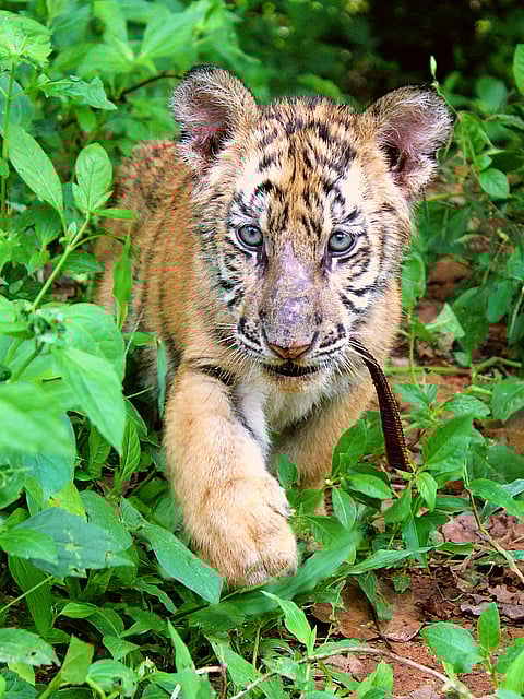 In celebration of International Tiger Day, a tiger cub plays on the grass at the compound of the Zoobic Safari Theme Park in Subic Bay Freeport. The theme park has more or less 50 tigers in its enclosure, including tiger cubs, as the company races to conserve the species despite not being native to Subic Bay Freeport. 
The theme park also has breeding programs that follow global standards to help maintain genetic diversity. They are also conducting education and awareness thru tours, talks, and interactive exhibits, that educate thousands of visitors every year about the importance of tiger conservation and how small actions can lead to big changes.
