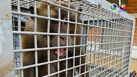 Endangered long-tailed macaque rescued