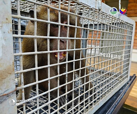 An endangered Philippine long-tailed macaque (Macaca fascicularis philippensis) was rescued by a resident who turned it over to the authorities this week.