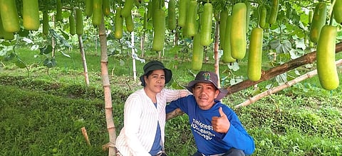 Boy Juan and his wife Analyn uses a portion of their farm to grow upo.