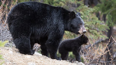 Bear attacks woman, 73