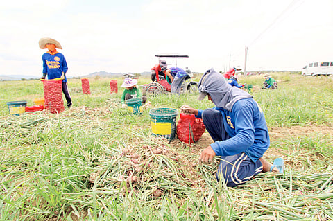 ONION farmers harvest their crop at a roadside farm in Bongabon, Nueva Ecija, while bracing for threats from fungal diseases like anthracnose and pests such as fall armyworms. The Department of Science and Technology has warned that these infestations have been major causes of crop losses in Nueva Ecija and other onion-producing areas.