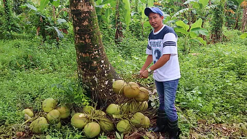 A coconut farmer collects coconuts in the province of Aurora. The Provincial Government and the Philippine Crop Insurance Corporation (PCIC) have signed a MOA on crop insurance to protect farmers like him from calamity and other natural disasters