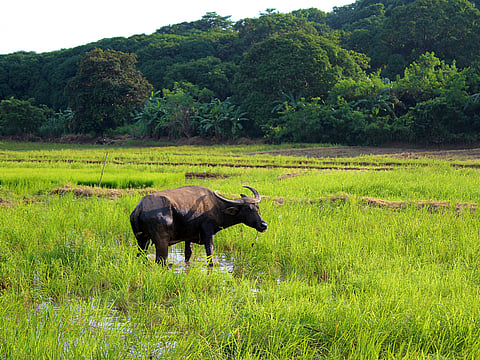 A carabao readies to wallow at a rice paddy in Bagac, Bataan. The DA–Philippine Carabao Center at the Central Luzon State University (CLSU) is providing on-the-job training to Bachelor of Science in Food Technology students from the Nueva Ecija University of Science and Technology. The training provides hands-on experience in milk processing, proper milk handling, and microbiological analysis, equipping them with valuable knowledge and practical skills essential for their future careers in the field. 