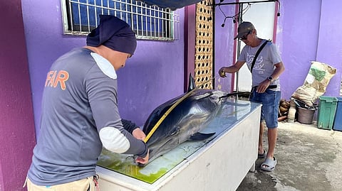 A Fraser’s dolphin is found early Friday morning along the shoreline of Purok 3, San Vicente, Casinglot, Tagoloan, Misamis Oriental. Reports said the dolphin appeared weak and in distress before it eventually died.