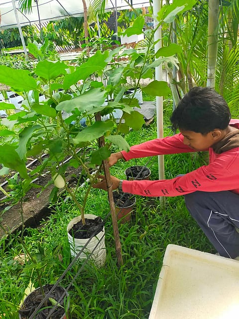 (Photo courtesy of OrganiKian Urban Farm)