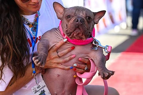 Petunia named as the ugliest dog of 2025.