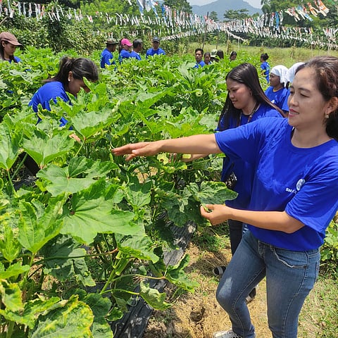 A KSK graduate from Batangas proudly showcases an okra they grew during the training. The program enables the farmers to harness the potential of high-value crops and explore modern farming methods.