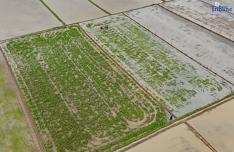 (August 13 2025) Farmers was seen operating the small tractor to remove grass at the rice field in Bulacan on Wednesday August 13 2025. “To protect local farmers reeling from low palay prices during this current harvest season, President Ferdinand Marcos Jr.  announced the suspension of all rice importation for 60 days beginning Sept. 1, 2025,” Presidential Communications Office (PCO) Secretary Dave M. Gomez said in a statement. Photo/Analy Labor