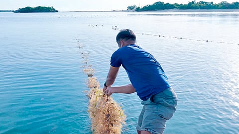 The SIFA members harvested 42.7 metric tons of dried seaweed worth P988,658 in 2024.