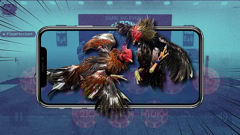 AUTHORITIES close in on operators accused of reviving defeated roosters to tilt matches and swindle bettors.