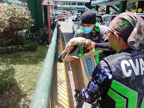 Black soldier flies seen as boon amid waste management woes
