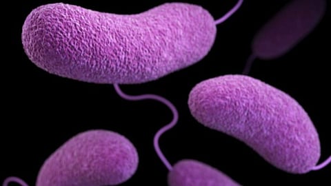 The Vibrio vulnificus pathogen as seen in the microscope. Photo courtesy of CDC.