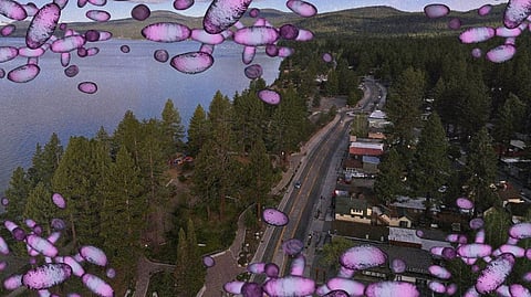 HEALTH officials urge caution while camping or hiking in areas with wild rodents.