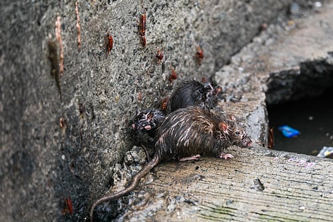 Rats in sewers along Parañaque City are the main cause of leptospirosis cases in the city. The Department of Health has issued another warning to the public to avoid wading through floodwaters as a precaution.
