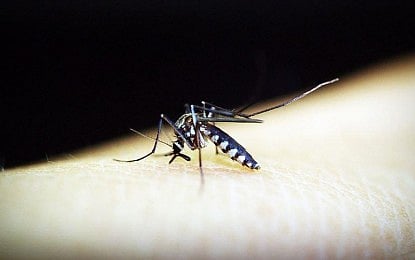 QC alarmed over rising dengue cases
