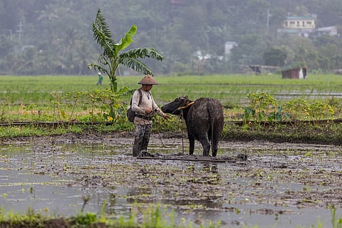 A farmer in Laguna, seen here with his carabao in a rice field, symbolizes the struggles of Filipino rice growers who continue to bear the brunt of the Rice Tariffication Law. Once billed as a reform to lower prices and boost productivity, the law has instead dragged down palay prices — leaving many farmers at a loss.