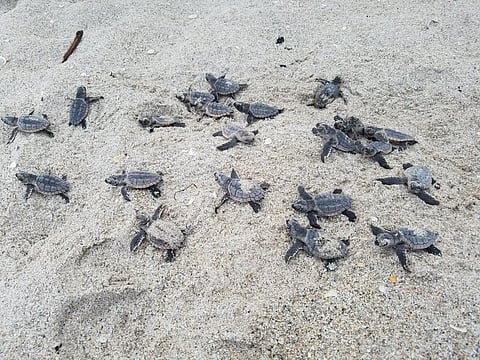 Conservation blow as stray dog massacres turtle hatchlings in Florida
