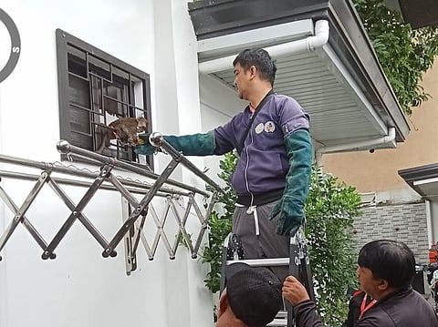 Stray monkey rescued in Angeles City