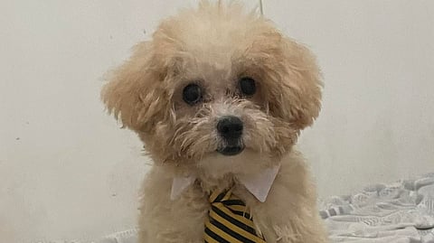 Poodle Grogu: All dressed to save the planet.