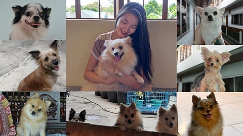 I live with my 19 lovely dogs