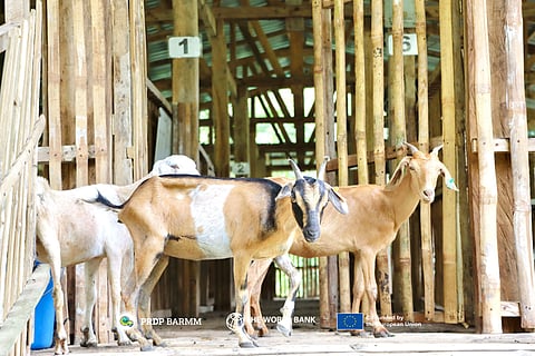 The goat industry in the Philippines is largely characterized by smallholder or backyard farming and is a significant source of chevon (goat meat), with growing demand due to its perceived health benefits.
