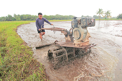 A FARMER prepares a rice field for planting in Morong, Bataan. 