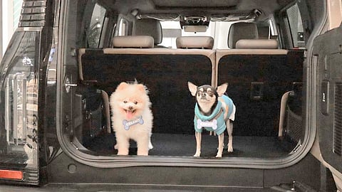 FUR babies happily settle in the spacious rear cargo area of a Jetour SUV.
