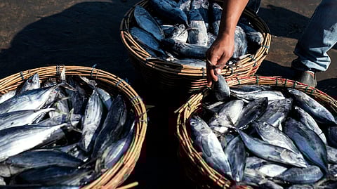 Eastern Visayas fish production declines