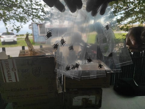 Wildlife smuggling foiled at GenSan