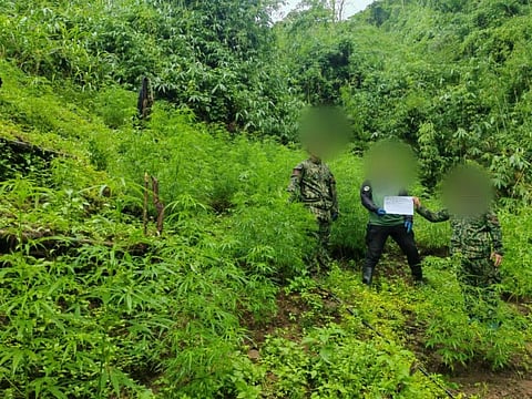 Authorities destroyed over 17,000 fully grown marijuana plants in the upland town of Sugpon, Ilocos Sur. The raid covered 2,700 square meters across five sites, but no arrests were made.