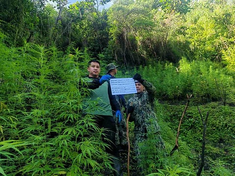 P3.6-M marijuana uprooted, burned