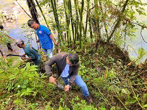 VOLUNTEERS plant bamboo in Rizal, Zamboanga del Norte, in celebration of World Bamboo Day.