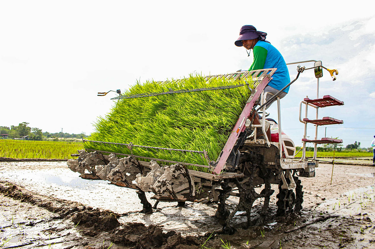 SMART farm program to boost Tarlac rice output