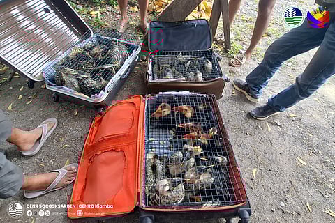 Some 25 Hornbills were seized during a regular checkpoint operation in Maasim, Sarangani Province in the morning of September 27, 2025.