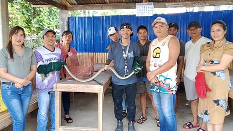 King Cobra rescued near homes