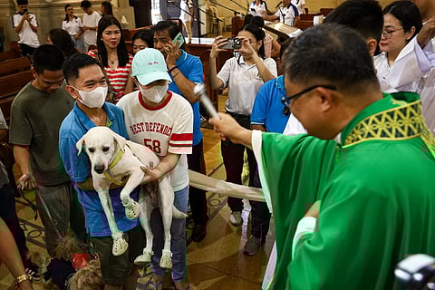 Fur parents bring their pets to the Malate Church in Manila on Sunday, 5 October 2025, for a blessing in celebration of the Feast of Saint Francis of Assisi, the patron saint of animals and the environment.

The celebration, which coincides with World Animal Day, is a Christian tradition where devotees bring their pets to church for a special blessing to promote their health and well-being and to honor their role in God’s creation.