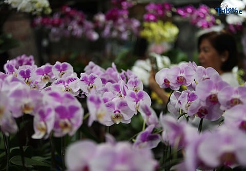 (October 06 2025) Customers were seen looking for orchids to buy at Quezon City Circle, Orchids symbolizes love, beauty, and luxury. Photo/Analy Labor
