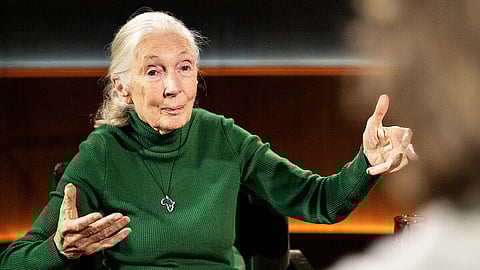 English primatologist and anthropologist Jane Goodall