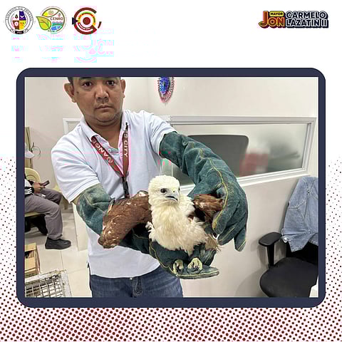 A Brahminy Kite was rescued and was officially turned over to the Department of Environment and Natural Resources (DENR) Region 3 Conservation and Development Division for proper care and medication.