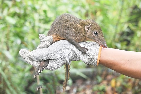 
THE tingkolit’s presence in MANP highlights the species’ broader distribution and range in Mindanao. 