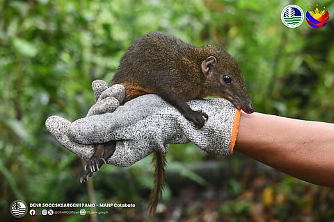 A very elusive Mindanao Tree Shrew (𝘛𝘶𝘱𝘢𝘪𝘢 𝘦𝘷𝘦𝘳𝘦𝘵𝘵𝘪) was documented in Mt. Apo Natural Park (MANP) in Cotabato during a biodiversity monitoring activity conducted from October 14 to 17, 2025. 