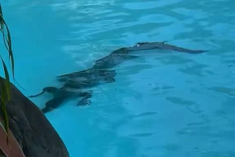Croc lurks in Australian luxury hotel pool