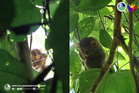 Two tarsiers were spotted during the Protected Area Management Office - Mount Matutum Protected Landscape (PAMO-MMPL) 2nd Semester CY 2025 Tarsier Habitat and Population Monitoring conducted on October 14 and 15, 2025.