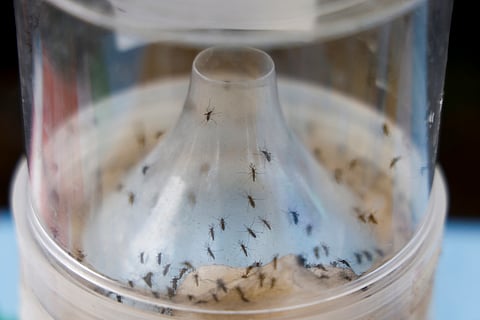 his photograph shows a mosquito trap as part of the fight against the Chikungunya pandemic by mosquitoes in Saint-Benoit on the French overseas island of La Reunion on April 22, 2025. Macron started a five-day trip focused on France's strategy in the Indian Ocean with a visit in Mayotte,