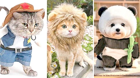 PUSS without boots, ‘‘LION king’ and ‘panda’ dog.