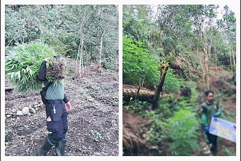 CLEARING FIELDS | PDEA operatives uproot and destroy marijuana plants during a three-day eradication operation in Kibungan, Benguet. Authorities are investigating the land ownership to prevent future cultivation.