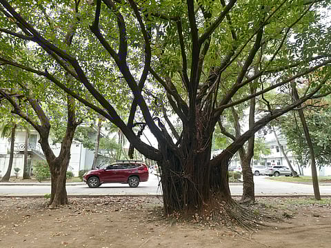 Subic Bay Freeport’s Mini Golf Area is full of Balete Trees that provide shade to tourists who frequent the area. In Philippine folklore, the Balete tree is widely believed to be the dwelling place of supernatural creatures and spirits, making it an object of both reverence and fear.