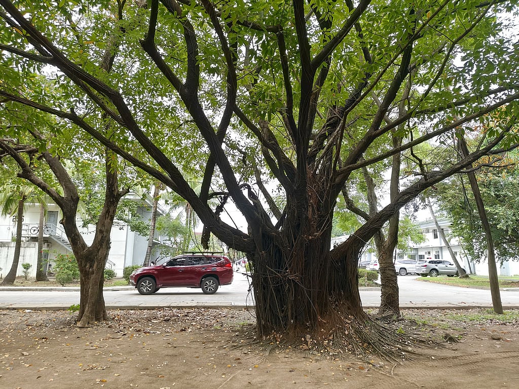 Baletet Tree The Balete tree stands tall in Subic folklore