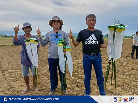 The town of Bongabon has kicked off the Information and Technology Caravan on the Prevention, Control, and Management of Armyworms at Barangay Lusok on November 3, 2025.